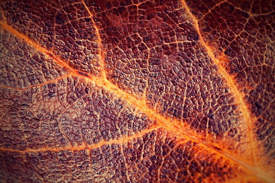 Tree Leaf With Leather Surface Photograph by Jozef Jankola