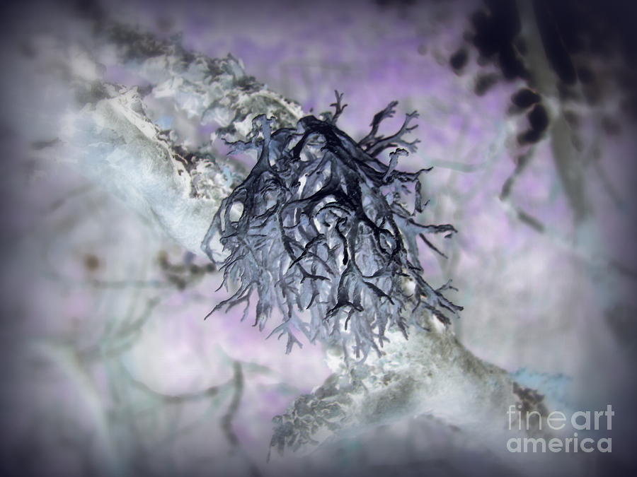 Tree Lichen Inverted Photograph by Leone Lund