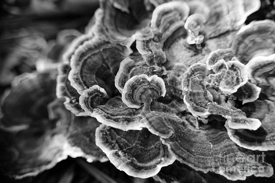 Turkey Tail Fungi Photograph by Kelly Nowak