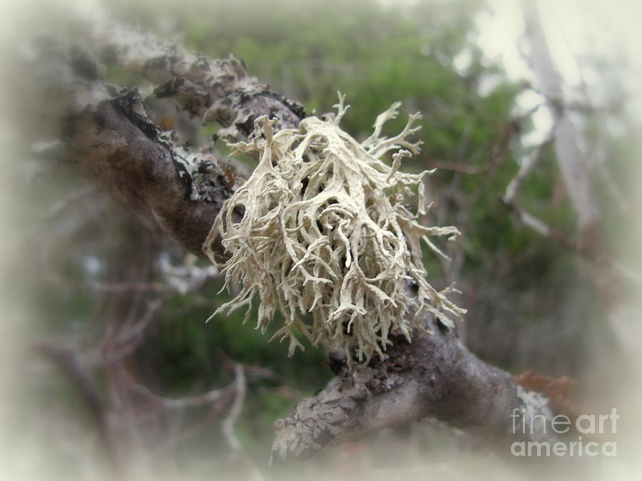 Tree Lichen Photograph by Leone Lund