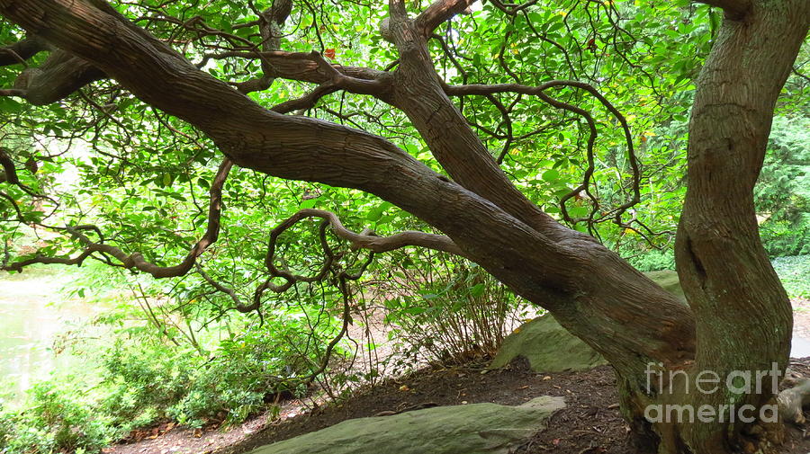 Tree Life Photograph by Anita Adams