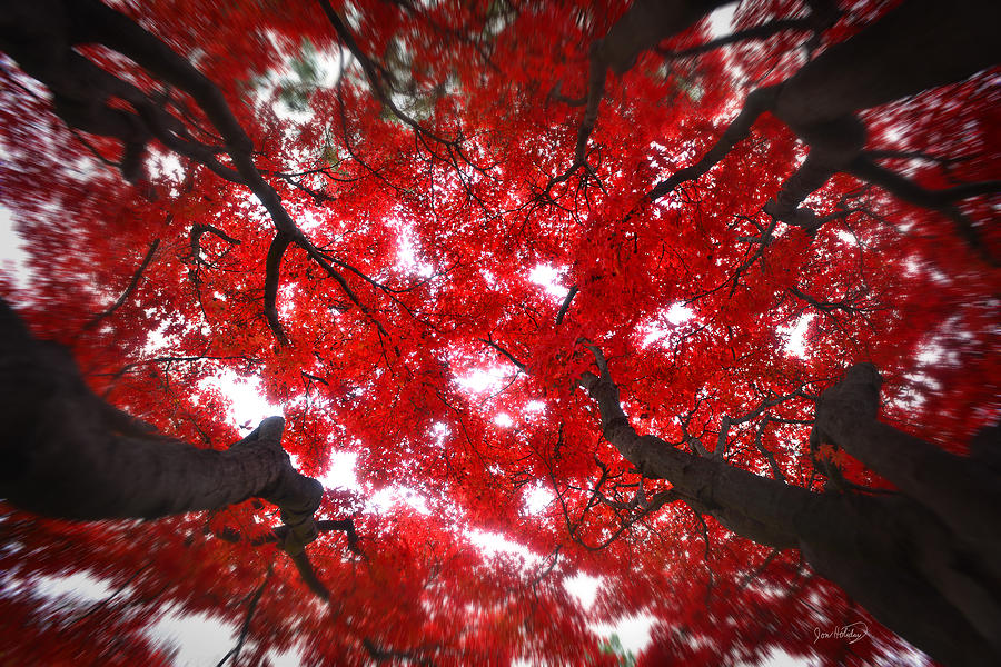 Tree Light - Maple Leaves Fall Autumn Red Photograph by Jon Holiday
