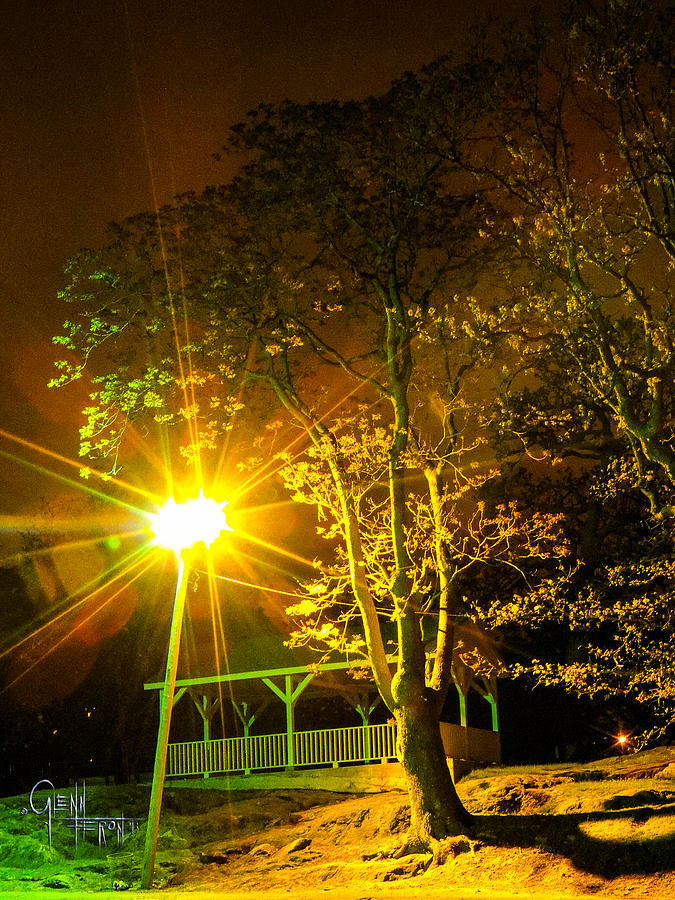Tree Lights Photograph by Glenn Feron