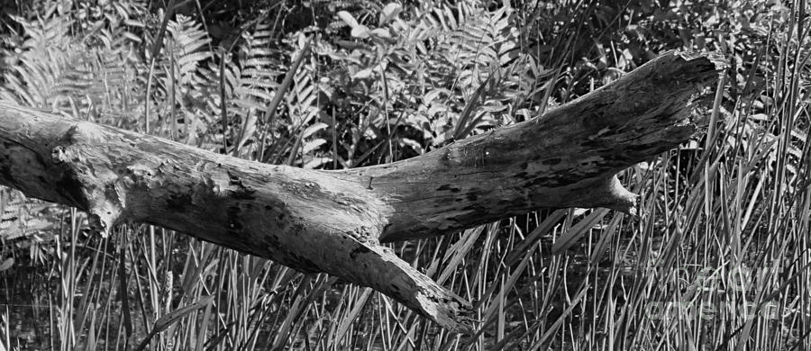 Black And White Photograph - Tree Limb by Tonya Cribbs