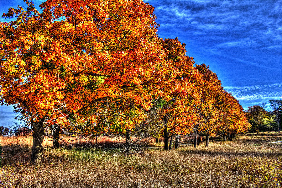 Tree Line Fall I Photograph by Roger Passman