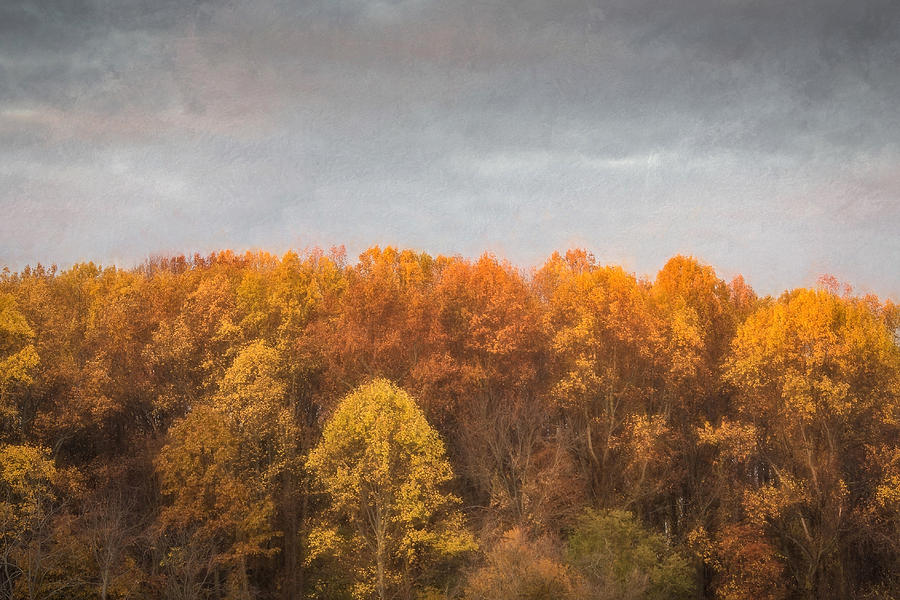 Tree Line In Autumn Photograph by Gary Slawsky