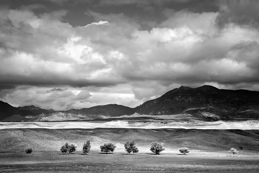 Black And White Photograph - Tree Line by Peter Tellone