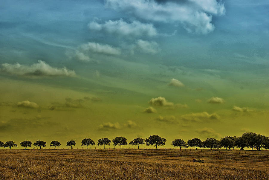 Tree Line Photograph by Susan Moody