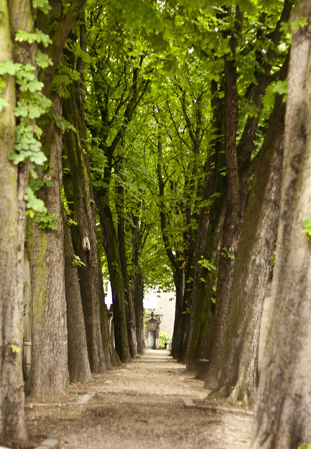 Tree Lined Avenue at Pere Lachaise Photograph by Georgia Clare