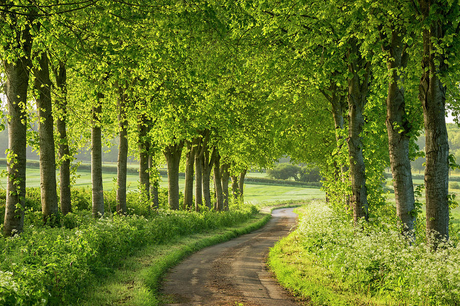 Tree Lined Country Lane In Rural Photograph by Adam Burton / Robertharding