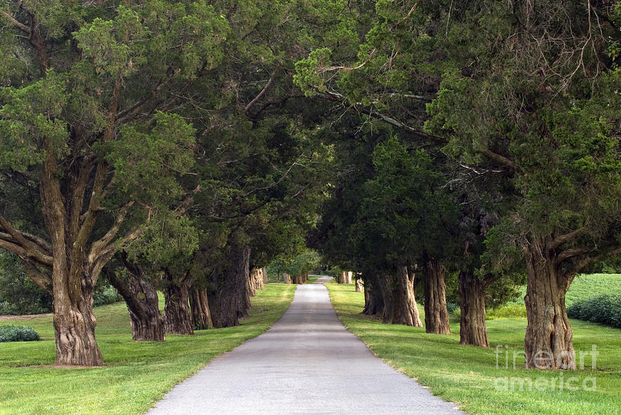 Tree Lined Drive - D008564 Photograph