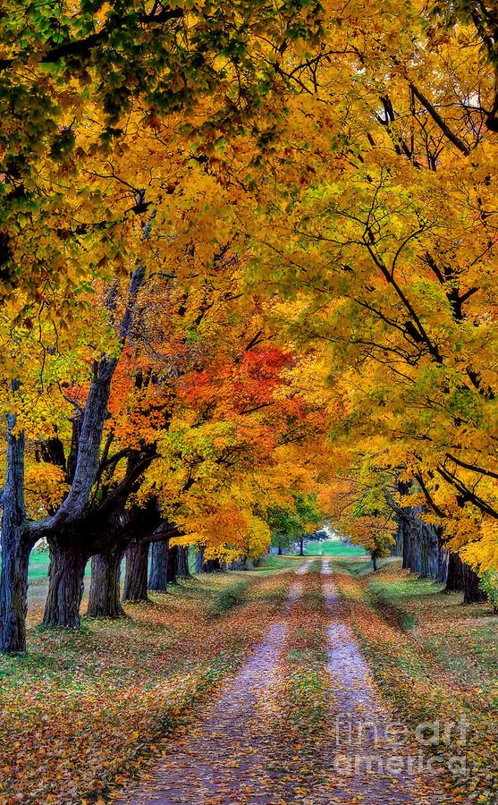 Tree Lined Driveway Photograph by Henry Kowalski
