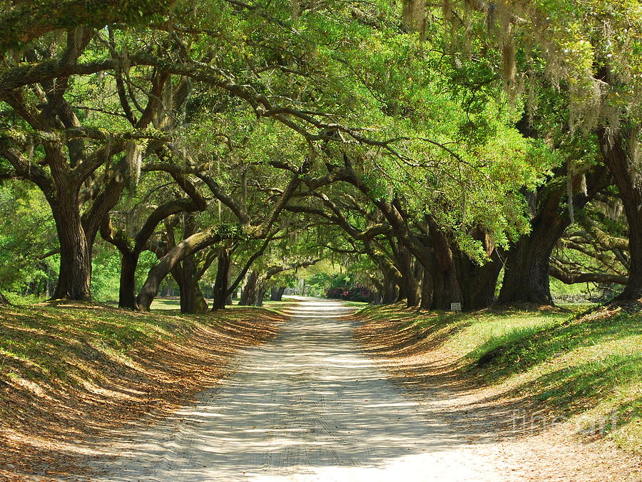 Tree Lined Entry Photograph