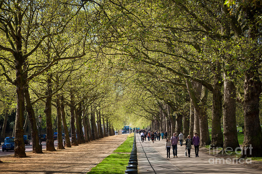 Tree lined path and bridle path at Constitution Hill London. Photograph by Peter Noyce