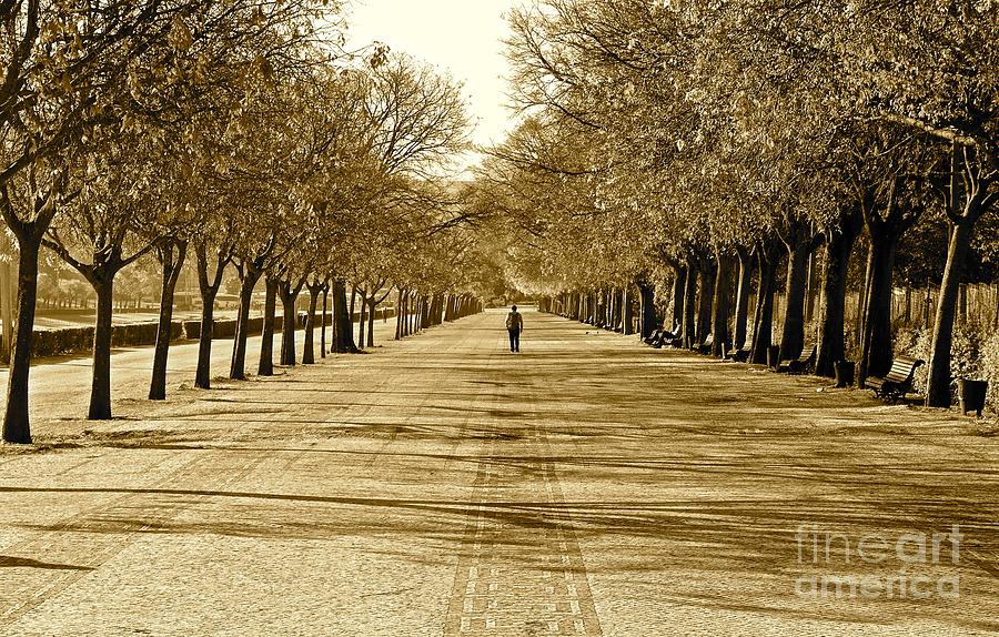 Tree Photograph - Tree Lined Path by Eric Reger