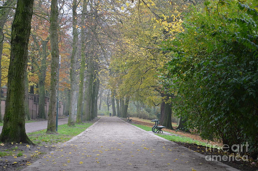 Tree lined path in Fall season Bruges Belgium Photograph by Imran Ahmed