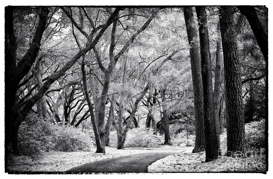 Tree Lined Path Photograph by John Rizzuto