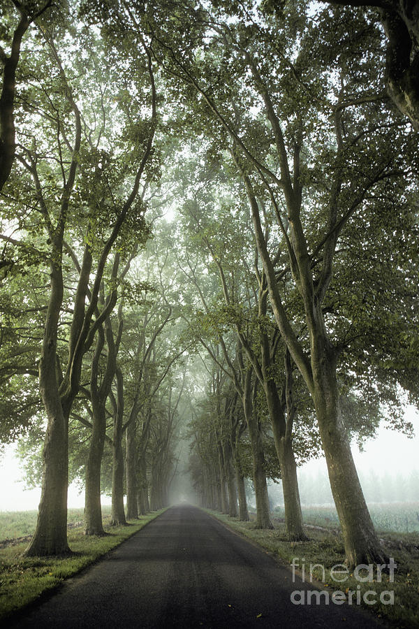 Tree-lined Road, France Photograph by Ron Sanford Tree-lined Road, France Photograph by Ron Sanford