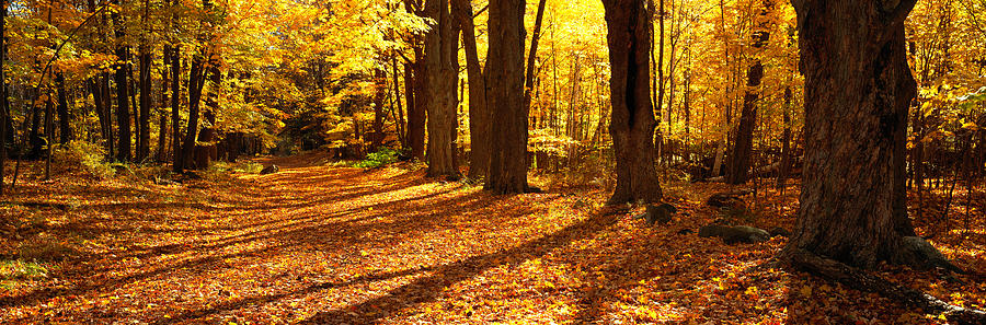 Tree Lined Road, Massachusetts, Usa Photograph by Panoramic Images ...