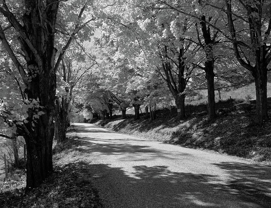 Black And White Photograph - Tree-lined Rural New England Road by Vintage Images