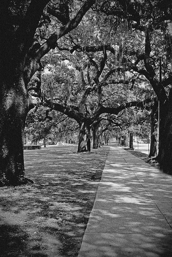 Tree Lined Street Photograph by DeeLusions Photography - Fine Art America