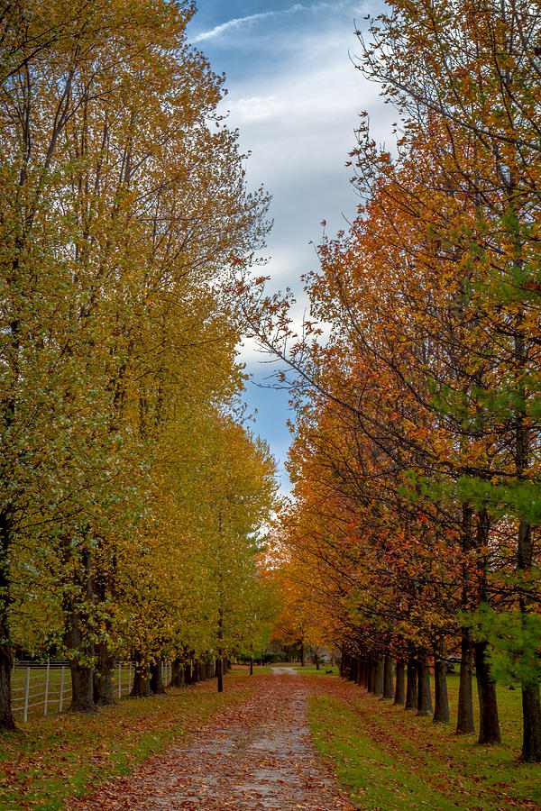 Tree Lines Path in Fall Photograph by Ron Pate