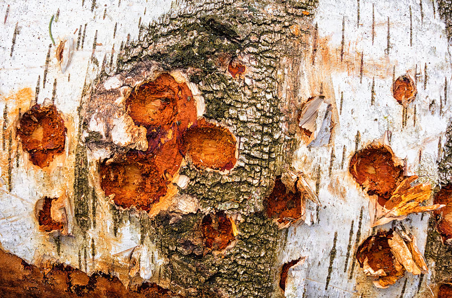 Tree log detail - beautiful wood structure Photograph by Matthias Hauser