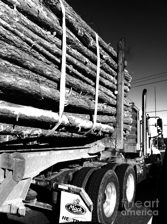 Tree logger Photograph by WaLdEmAr BoRrErO