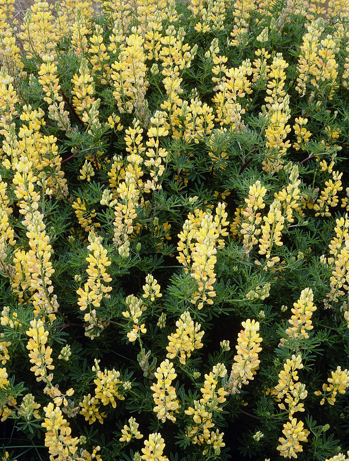 Tree Lupin Photograph by Geoff Kidd/science Photo Library