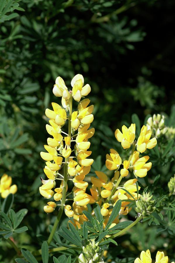 Tree Lupin (lupinus Arboreus) Photograph by Brian Gadsby/science Photo Library