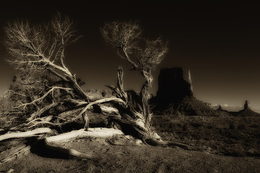 Tree Monument Valley Photograph by Ron White