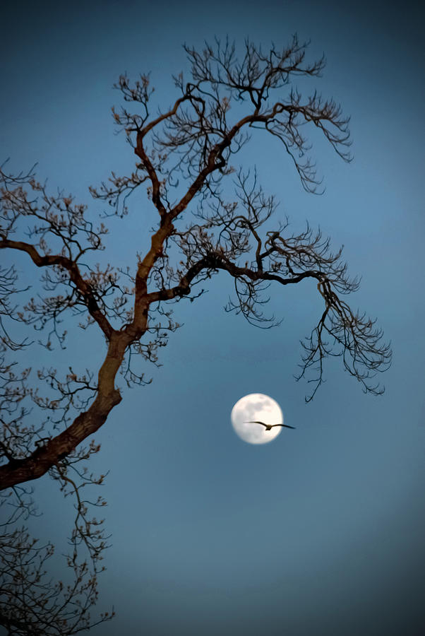 Tree Moon Gull Photograph by Jerry Gammon