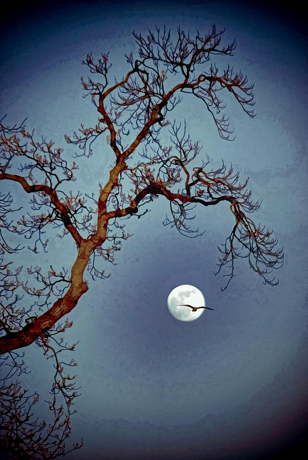 Tree Moon Gull Two Photograph by Jerry Gammon