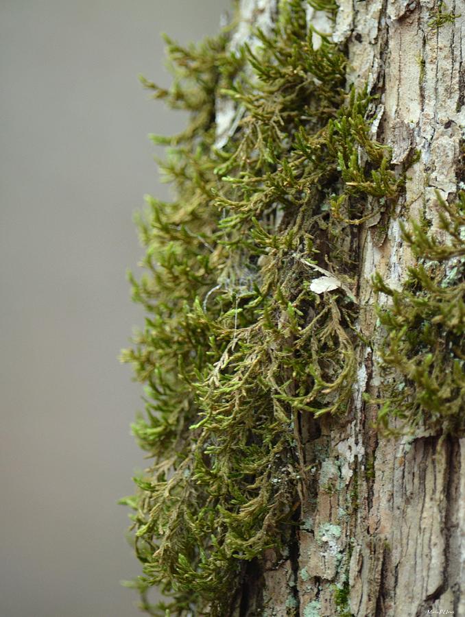 Tree Photograph - Tree Moss Closeup 2013 by Maria Urso