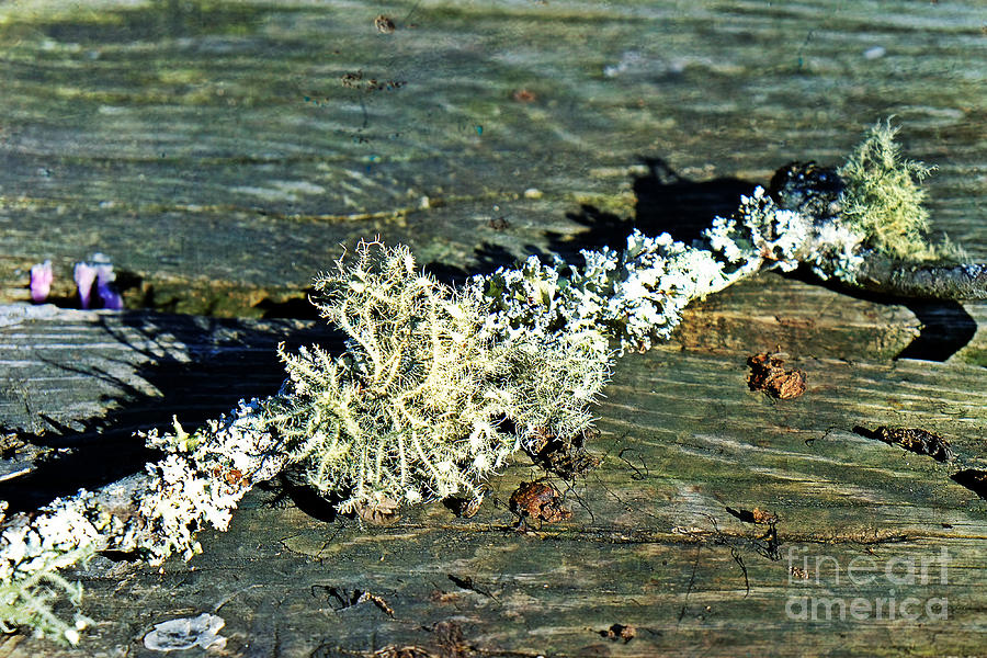 Tree Moss on Table Photograph by Stacie Siemsen