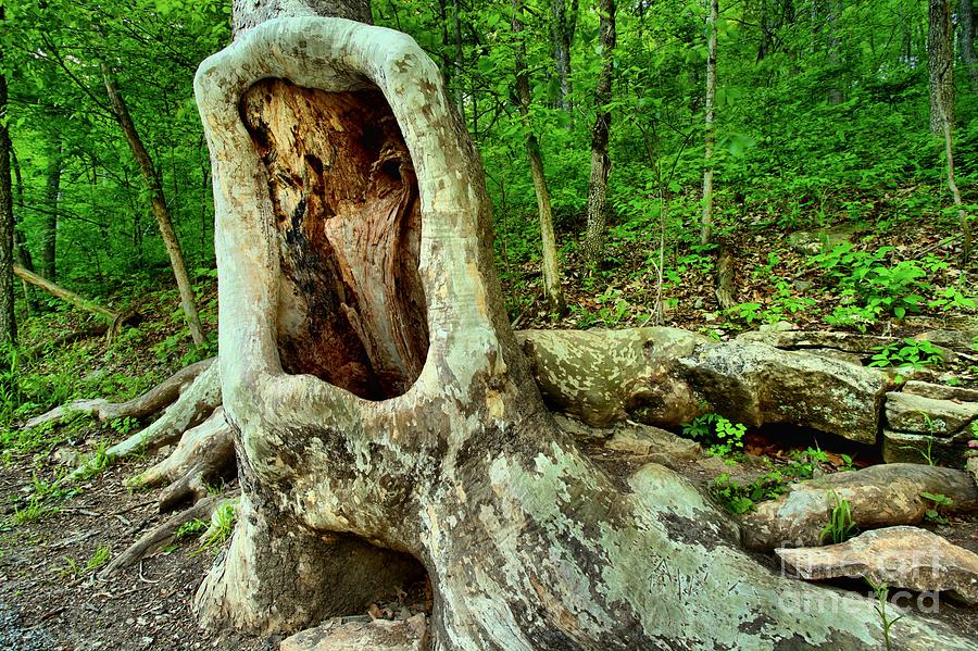 Tree Mouth Photograph by Adam Jewell