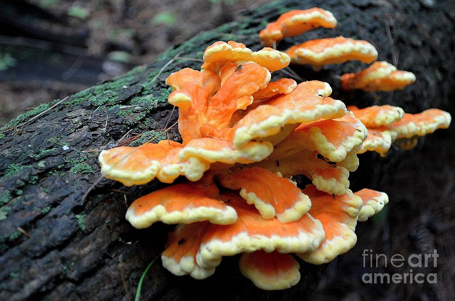 Tree Mushrooms Photograph