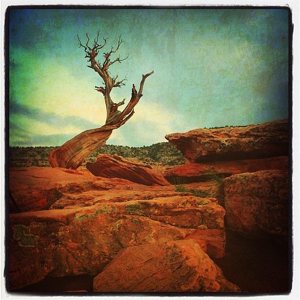 Nature Photograph - #tree #nature #colorado #national by Jill Battaglia