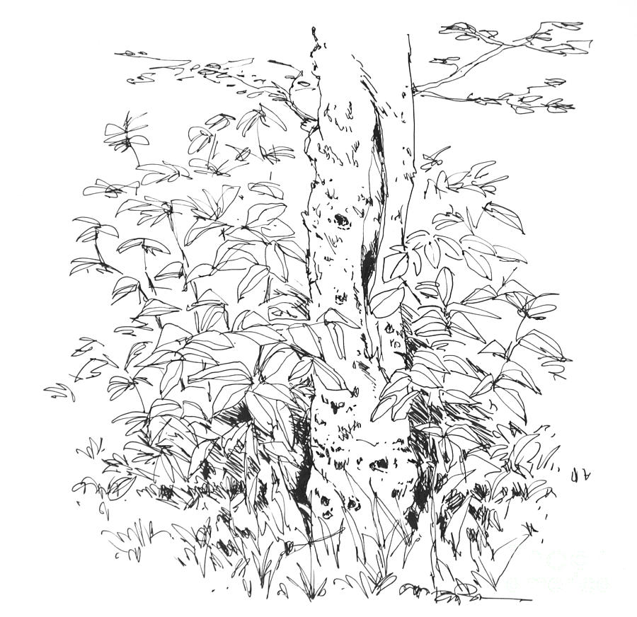 Tree near Davis. WV. Drawing by Robert Birkenes