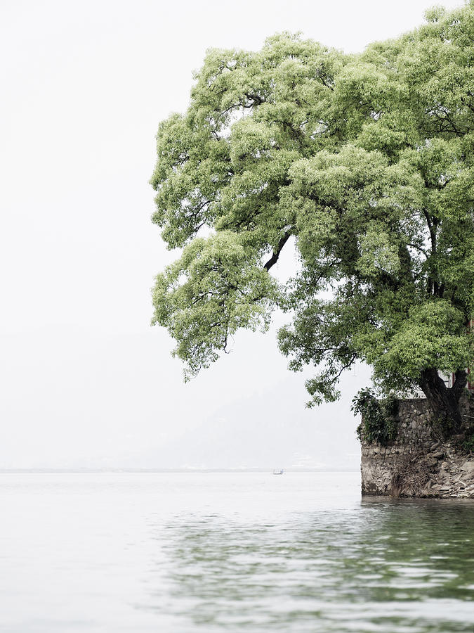 Tree next to a lake Photograph by Dutourdumonde Photography
