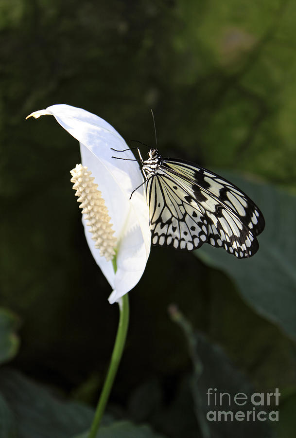 Tree Nymph Butterfly On Peace Lily Photograph