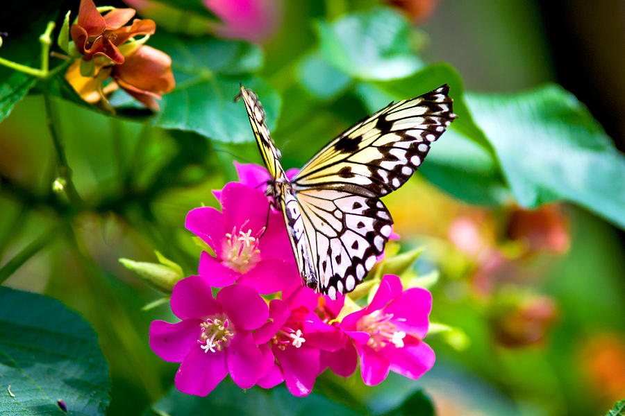 Tree Nymph Butterfly Photograph by Vanessa Valdes