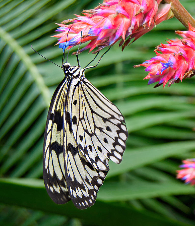 Tree Nymph Photograph by Maria Dryfhout - Fine Art America