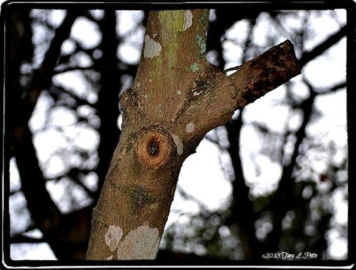 Tree Observation Photograph by Tara Potts