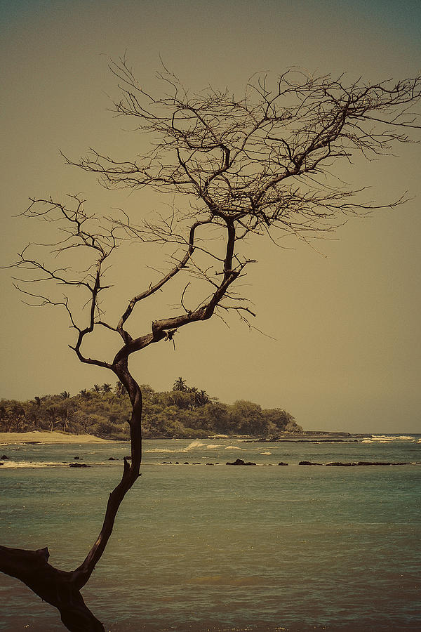 Tree Photograph - Tree of Anaehoomalu Bay by Rod Sterling