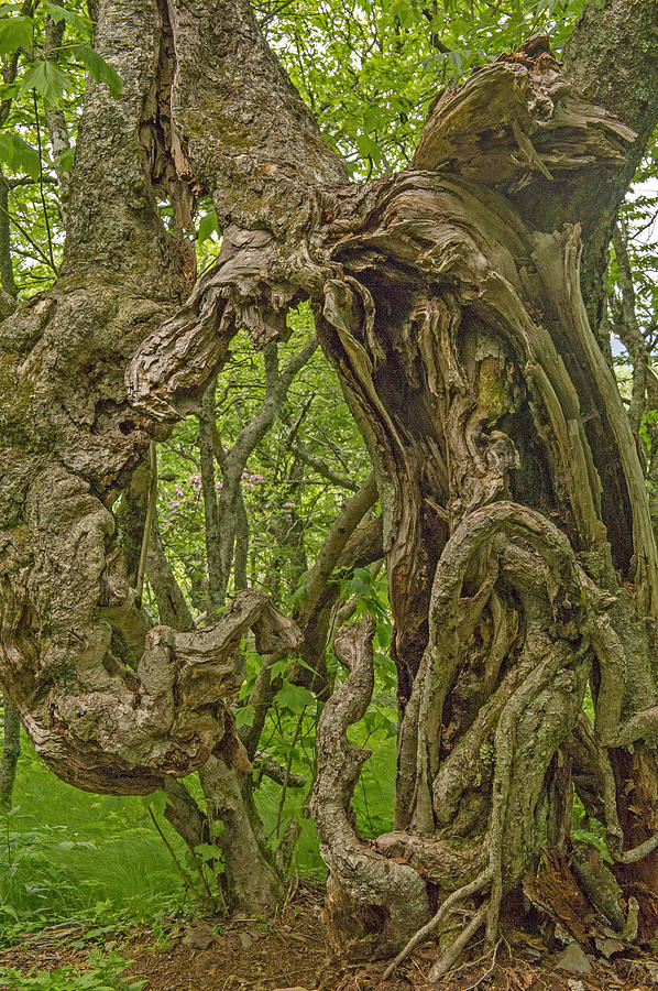 Tree of Art on The Blue Ridge Parkway Photograph by Willie Harper