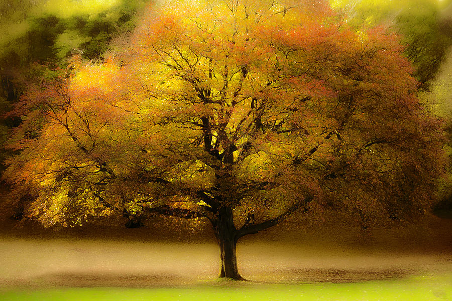 Tree of Fall Photograph by Hal Halli