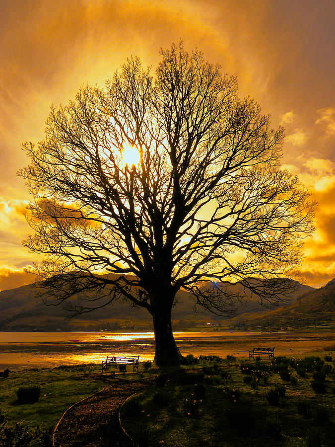 Tree Of Fire Photograph