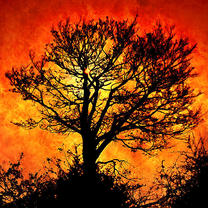 Tree of Fire Digital Art by Sophia Gaki Artworks