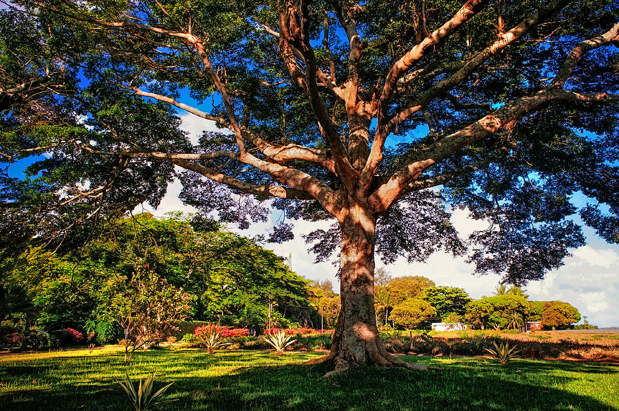 Tree of Joy. Mauritius Photograph by Jenny Rainbow